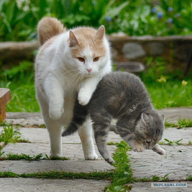 Котовторник  07.06.11