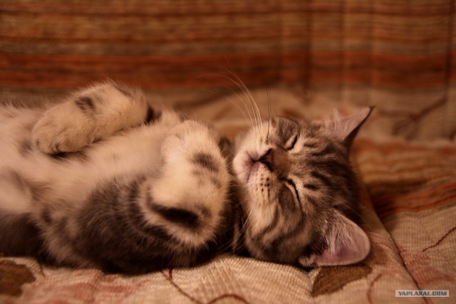 Котовторник! 11.10.11