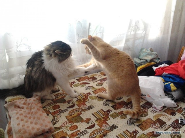 Котовторник (07.02.2012)