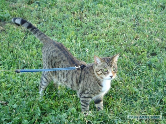 Котовторник 27.03.2012