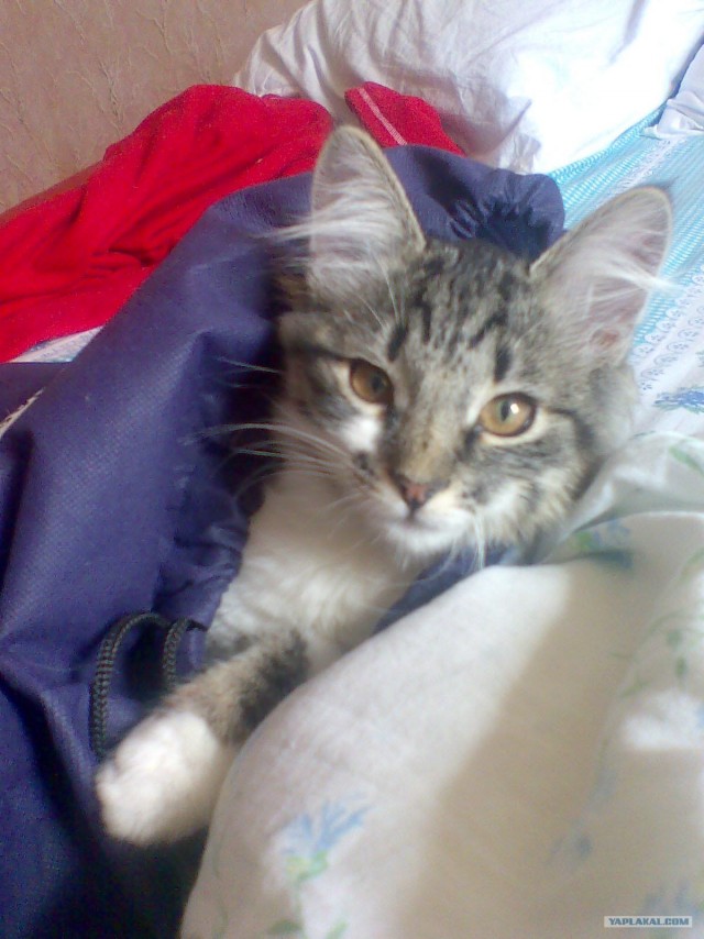 Котовторник  от 3.04.2012