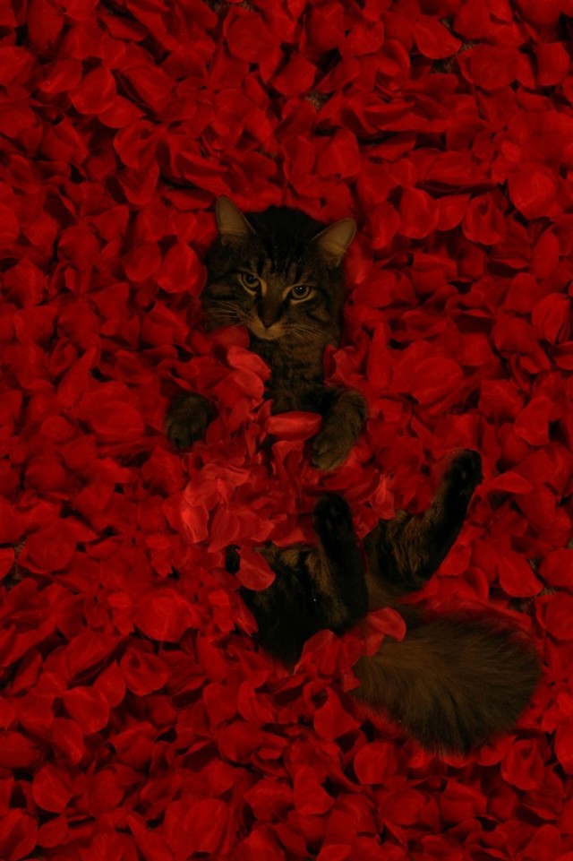 Котовторник  12. 06. 2012