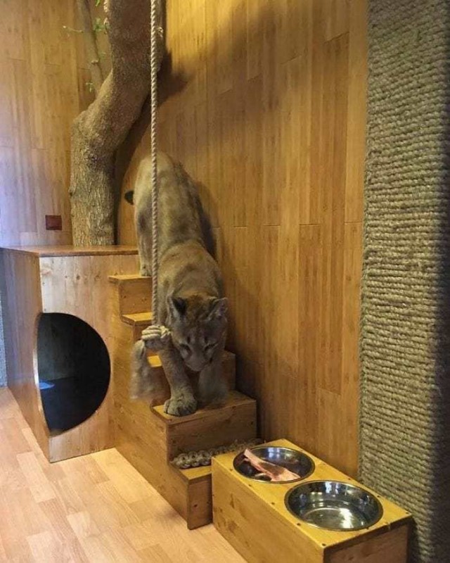 Живность из сети