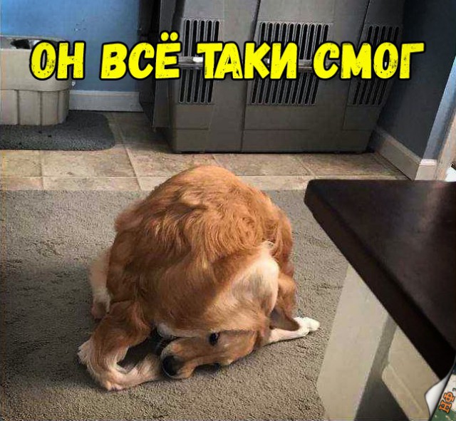 Милые животные. Мимиметр сломался