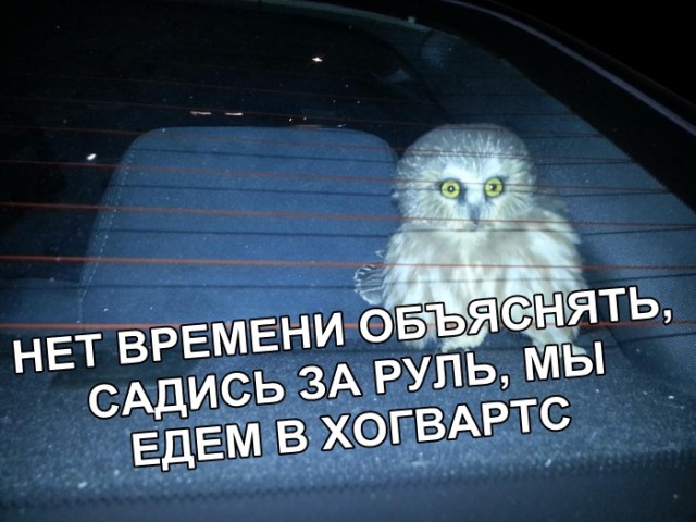 Нестандартный юмор