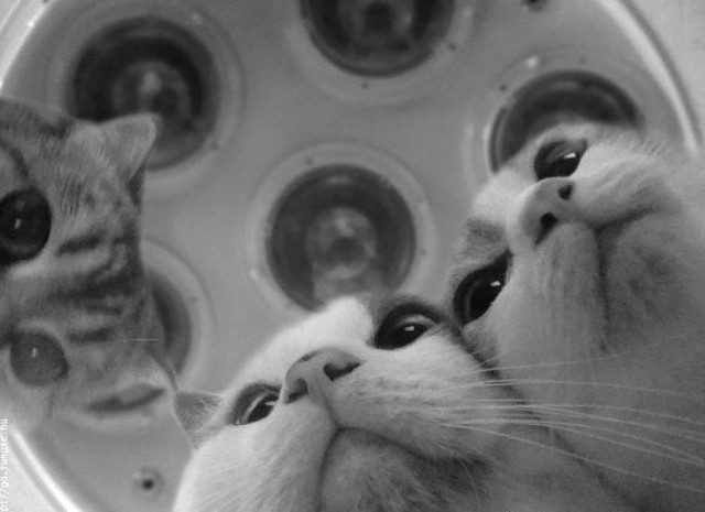Картинки с котами и про котов
