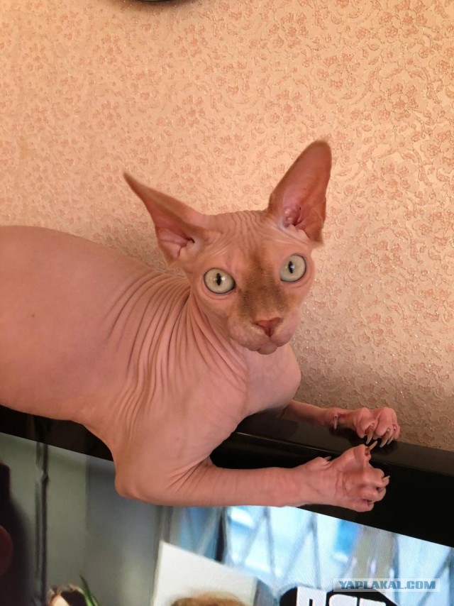 Картинки с котами и про котов