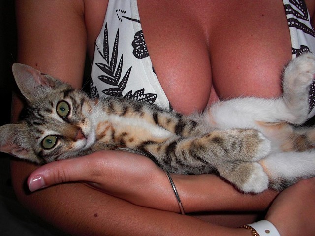 Красивые девушки с котиками