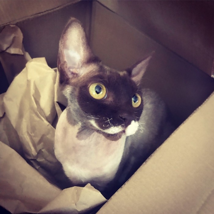 Что любят котики...
