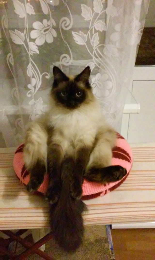 Котики