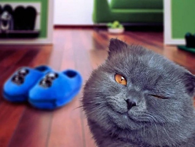 Троллим кота