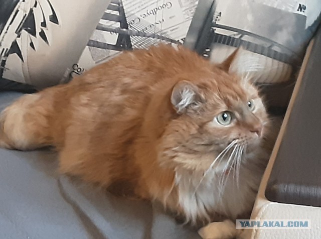 Коты, которые нас порадовали!