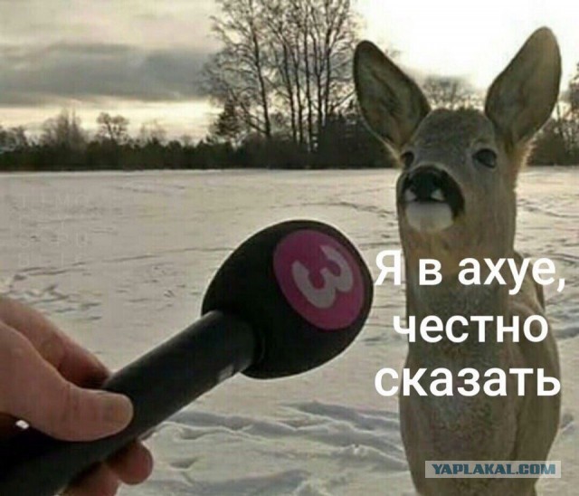 Диванные войска несут потери
