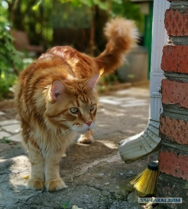 Котовторник?! Коты во вторник!