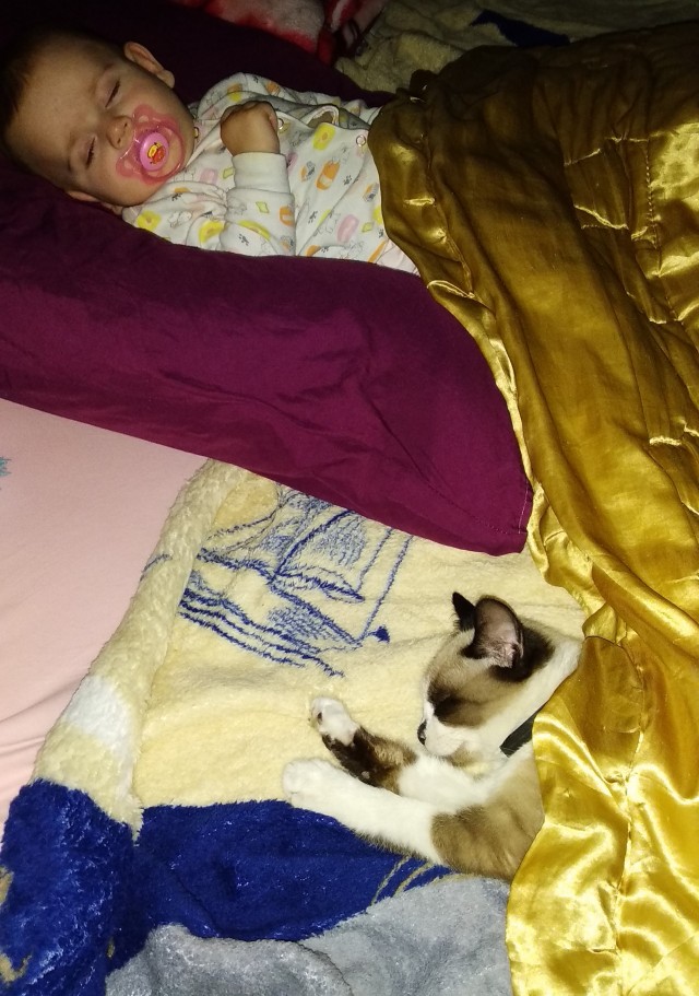 Житие одного кота. В фотографиях. Вторник же...