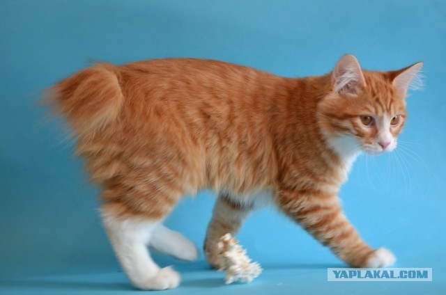 Почему котики уходят умирать из дома?