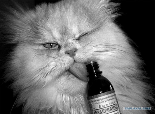 Каждую пятницу я в гавно!