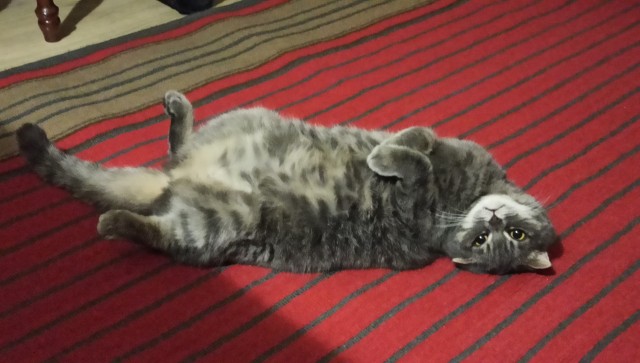 Котовторник же!
