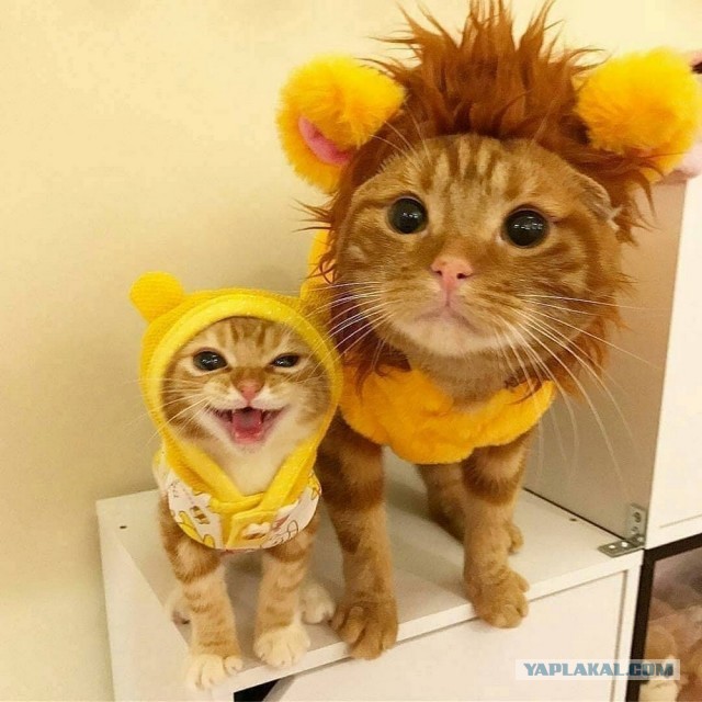 А котовторник уже начался?