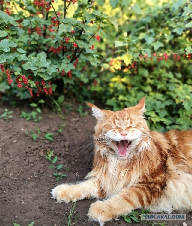 Погнали! С котовторником, други!