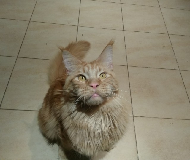 Котовторник