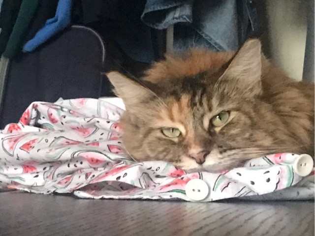 Вторник. Котэ. Пора