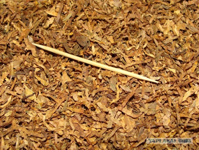 Пачка сигарет из натурального развесного табака стоит всего 36 рублей.