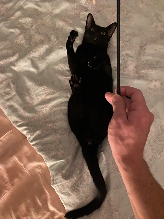 Котовторник. Февраль