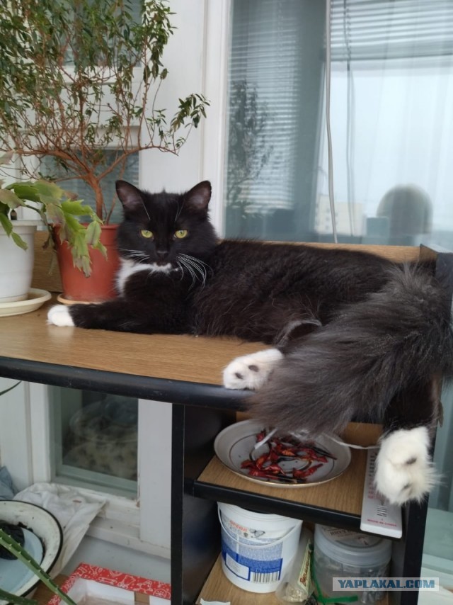 Котовторник. Картинки и буквы 08.02.22
