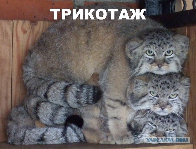 Чуток картинок 16.02.22