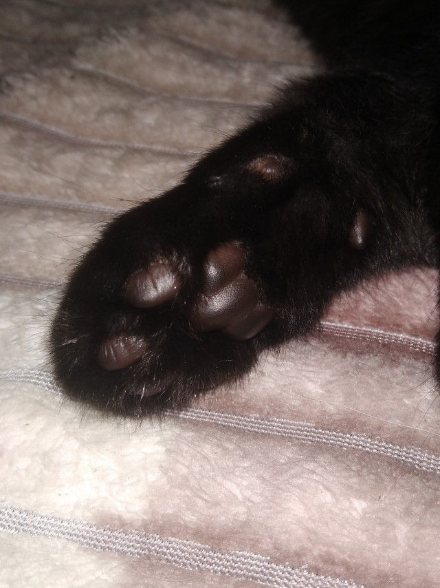 Котовторник - по расписанию!