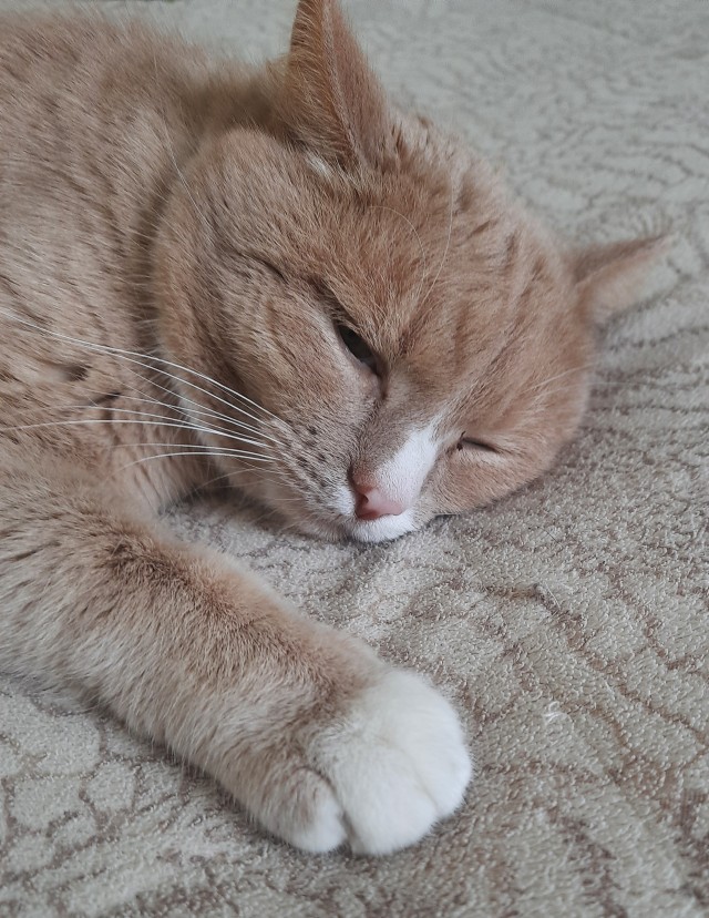 Котогость на карнизе за окном