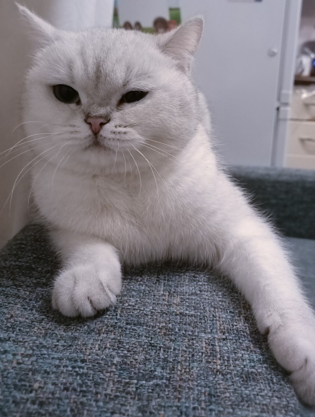 Котовторник вроде.