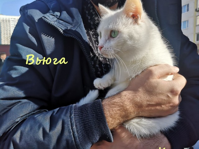 Жизнь домашнего приюта "Котоленд" 328