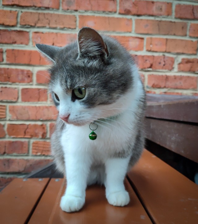 И снова день кошачий!