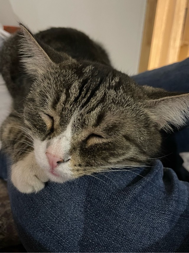 Котовторнику быть