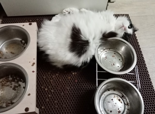 С Котовторником вас! Зовут Чеса!