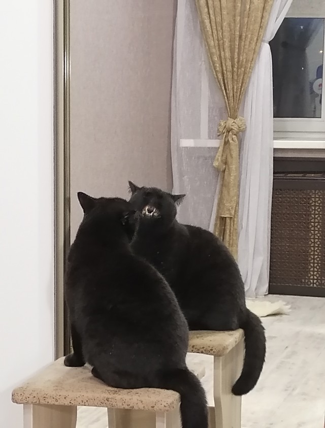 Котовторник 1.11.22