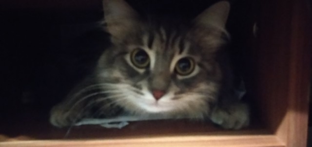 Котовторник, пополнение