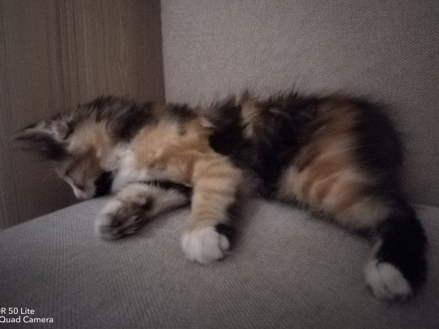 Котовторнику посвящается