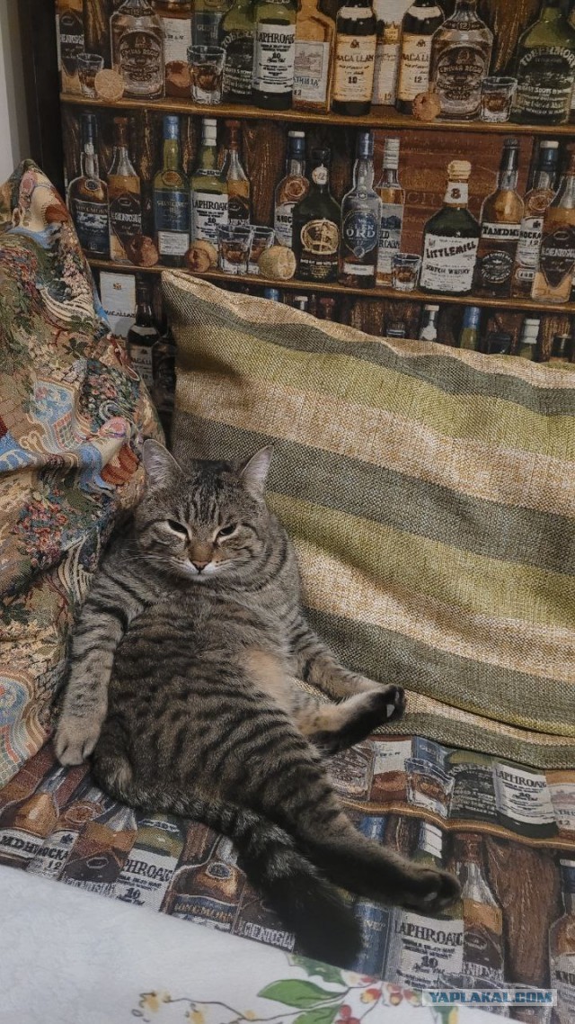 Кошка полюбила и решила "усыновить" человека