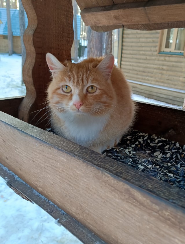 Мой котовторник