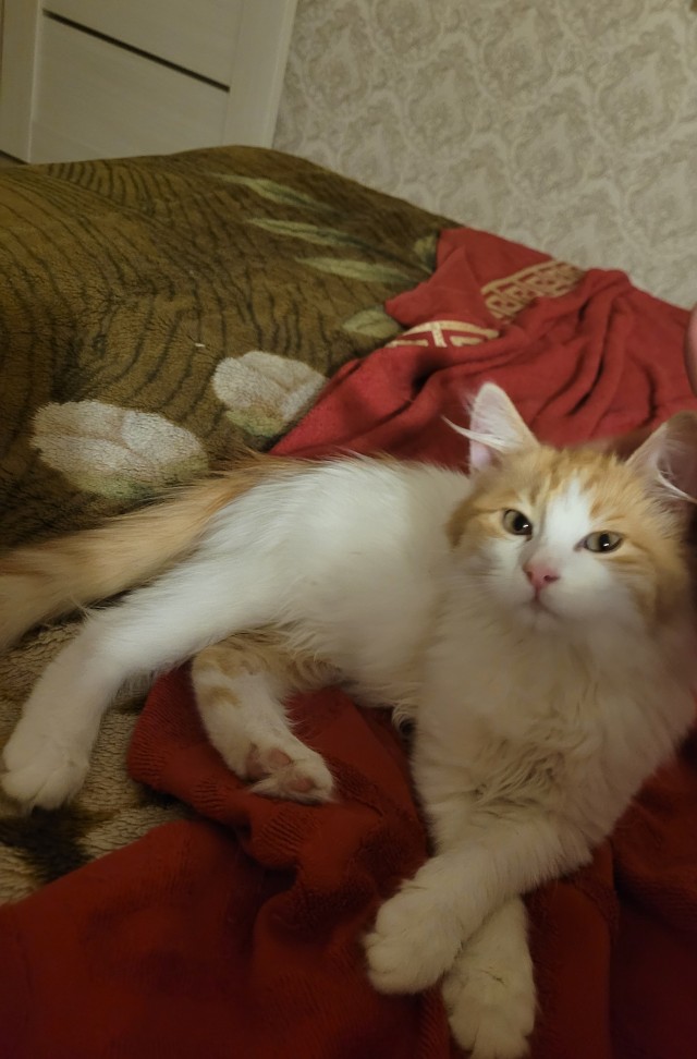 Вот и у меня появилась хозяйка!