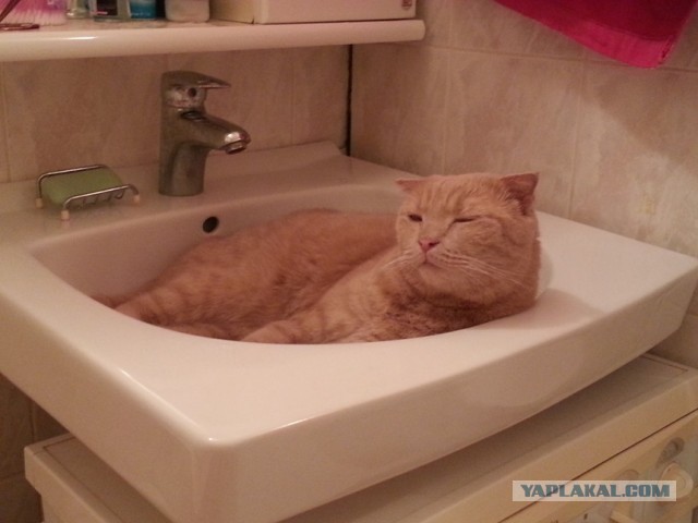 Котовторник  19.03.2013