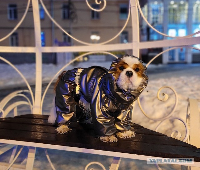 Доброе утро, ЯП!