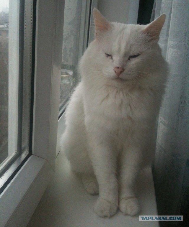 Котовторник 09.04.2013