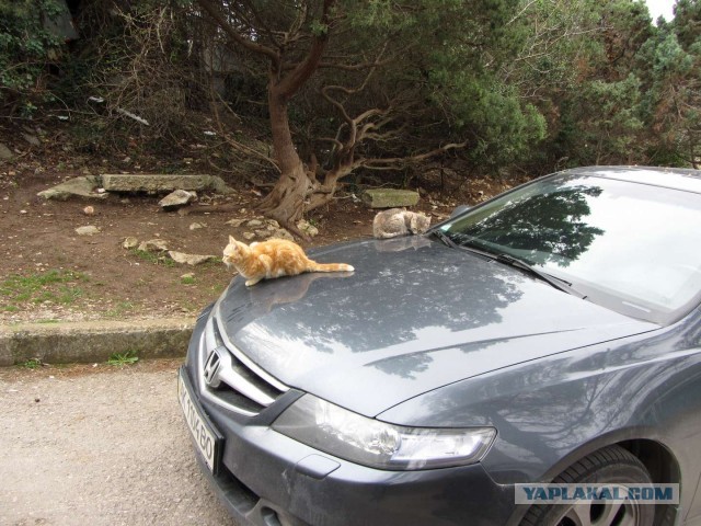 Крым в феврале или "Не стреляйте в белых лебедей!"