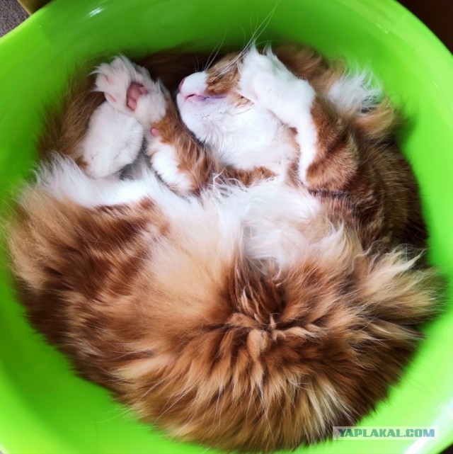Ловушки для котов