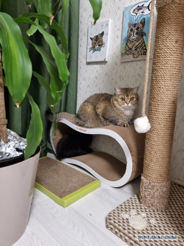 К - Котовторник ☺ Пополнение