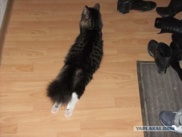 Котовторник 23.04.2013